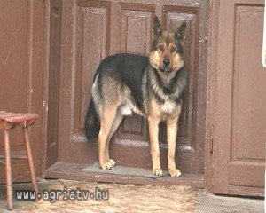 0111verpelet_kutya_V