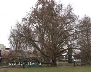 0224platan_eger_v