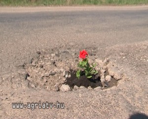0418bukkszek_virag_v