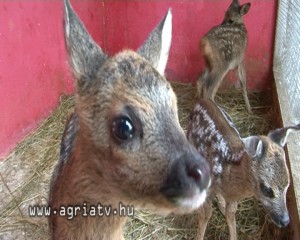 0607bambi_v