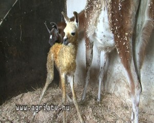 0611lama_baba2