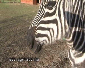 1117zebra_gyongyos_v