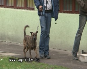 0221kutya_eger_v