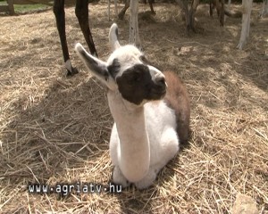 0415lama_gyongyos_v
