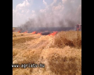 0707tarlo_tarnazsadany_v