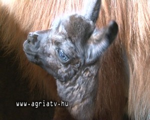 1003lama_gyongyos_v