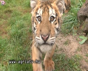 1005tigris_gyongyos_v