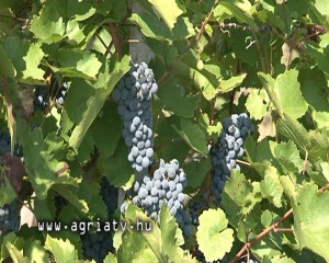 0903szuret_eger_v