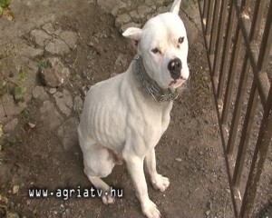 1109kutya_abasar2.Still001